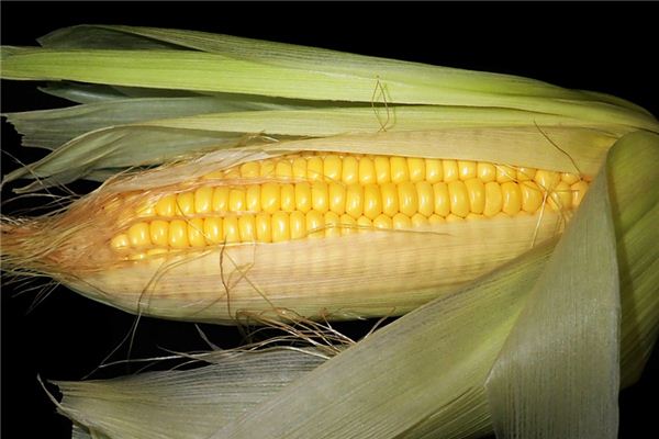 The meaning and symbol of eating corn in dreams