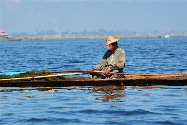 The meaning and symbol of bamboo row in dreams