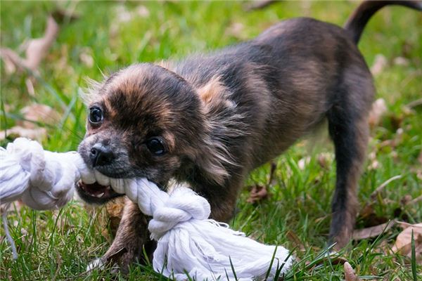 The meaning and symbol of being bitten by a dog in a dream – Online Dream Dictionary