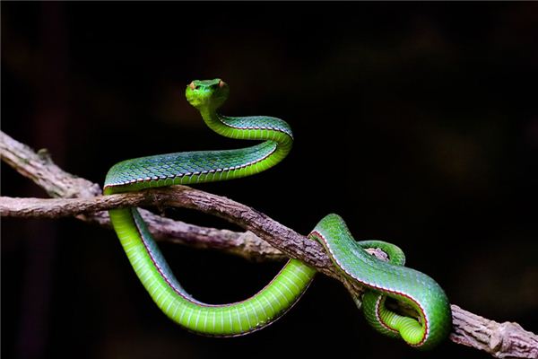 The meaning and symbol of snake biting itself in dreams