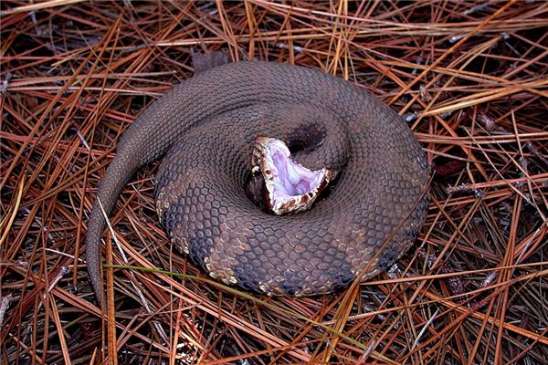 The meaning and symbol of others being bitten by snakes in their dreams