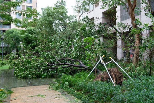 The meaning and symbol of the big tree knocking down the house in the dream