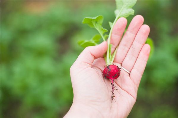 The meaning and symbol of pulling radish in dreams