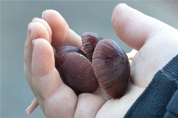 The meaning and symbol of mushroom picking in dreams