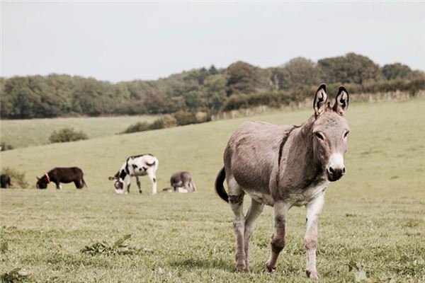 The meaning and symbol of donkey biting in dreams