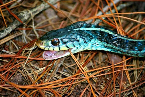 The meaning and symbol of being chased and bitten in a dream by a snake