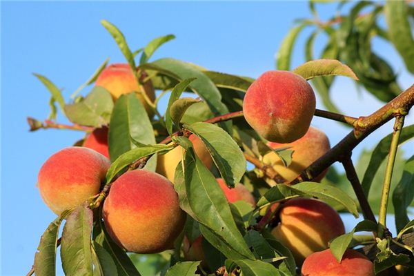 The meaning and symbol of picking peaches in dreams