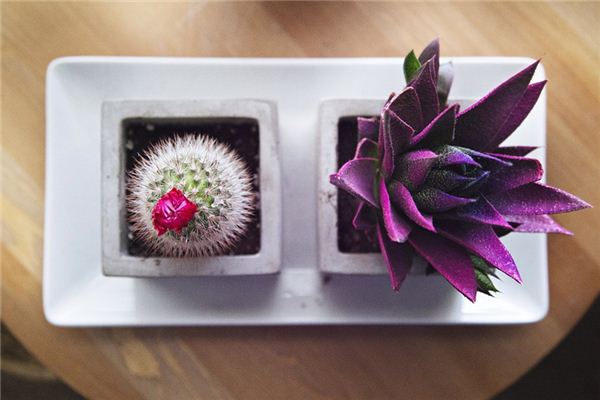 Dreaming about the meaning and symbol of organizing potted plants