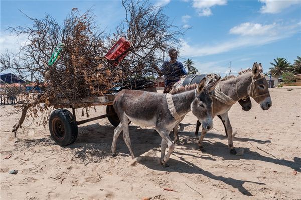 The meaning and symbol of donkey cart in dream