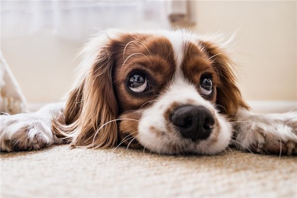 The meaning and symbol of dog blocking the way in dreams