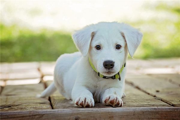 The meaning and symbol of drinking dog urine in dreams