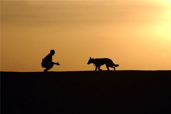 The meaning and symbol of keeping a dog in dreams