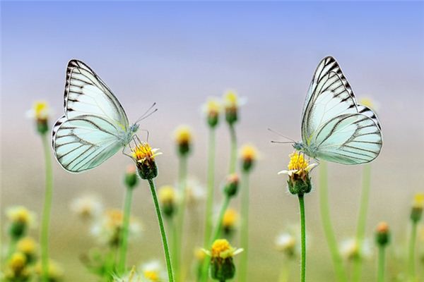 The meaning and symbol of the butterfly effect in dreams