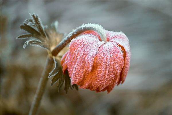 The meaning and symbol of dew and frost in dreams