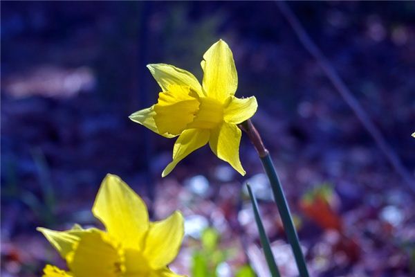 Meaning and Symbols of Months in Dreams