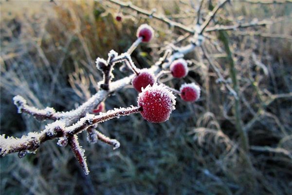 Meaning and Symbolism of Frost Landing in Dreams