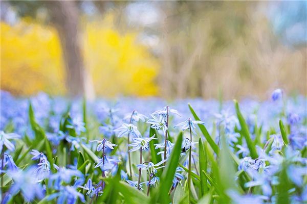 Significance and Symbolism of Spring Scenery in Dreams