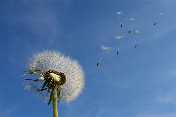 The meaning and symbol of the west wind in dreams