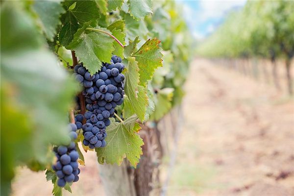 The meaning and symbol of grape vines in dreams