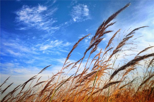 Dreaming of the meaning and symbol of the wind slowly