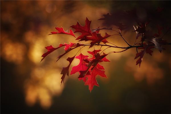 The meaning and symbol of the leaves in the dream is red