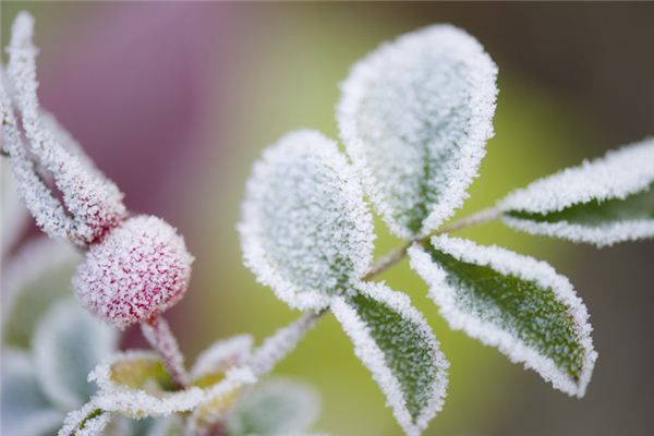 The meaning and symbol of frost drops withering in dreams