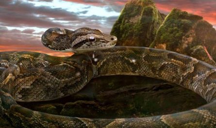 Dreaming of a Big Snake