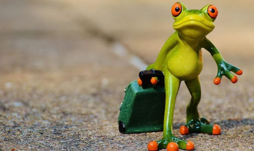 Dreaming of a Frog -15 Symbols and Meanings
