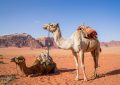 Dreaming of a camel