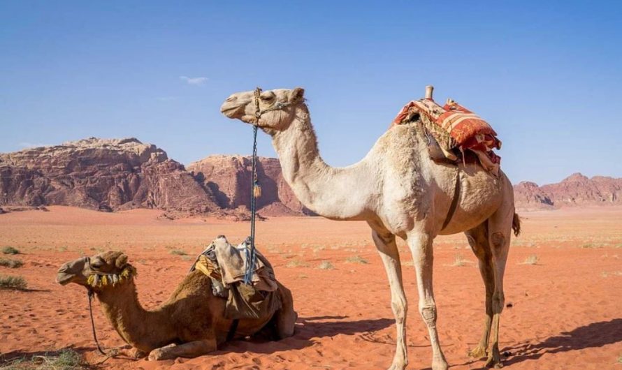 Dreaming of a camel -19 symbols and meanings
