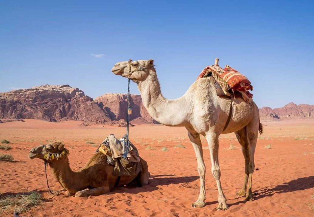 Dreaming of a camel