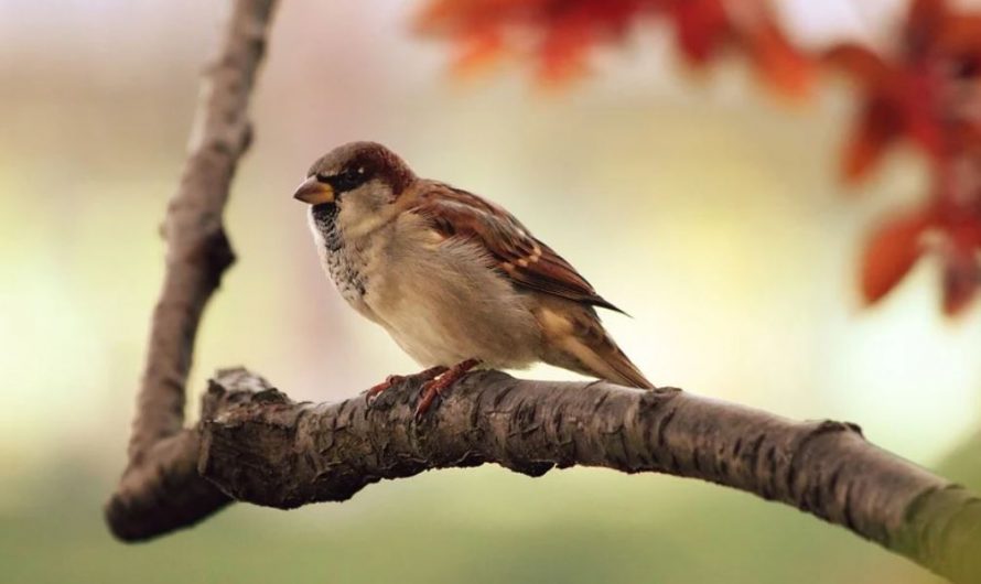 Dreaming of birds -16 symbols and meanings
