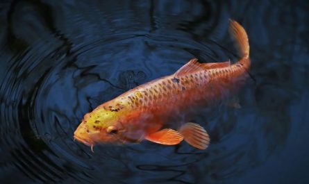 Dreaming of carp