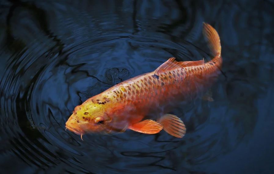 Dreaming of carp