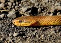 Dreaming of a brown snake