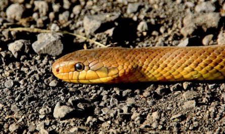 Dreaming of a brown snake