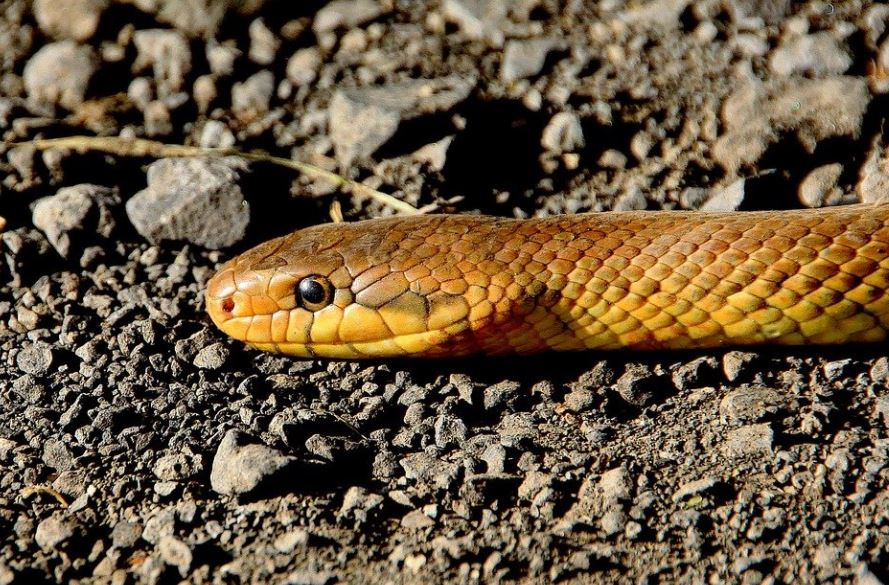 Dreaming of a brown snake
