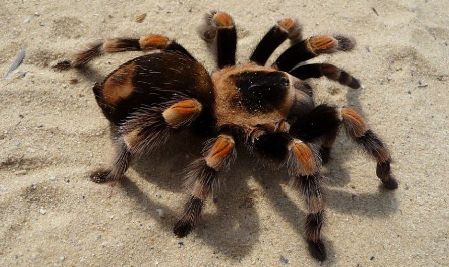 Dream about spiders – 24 symbols and meanings