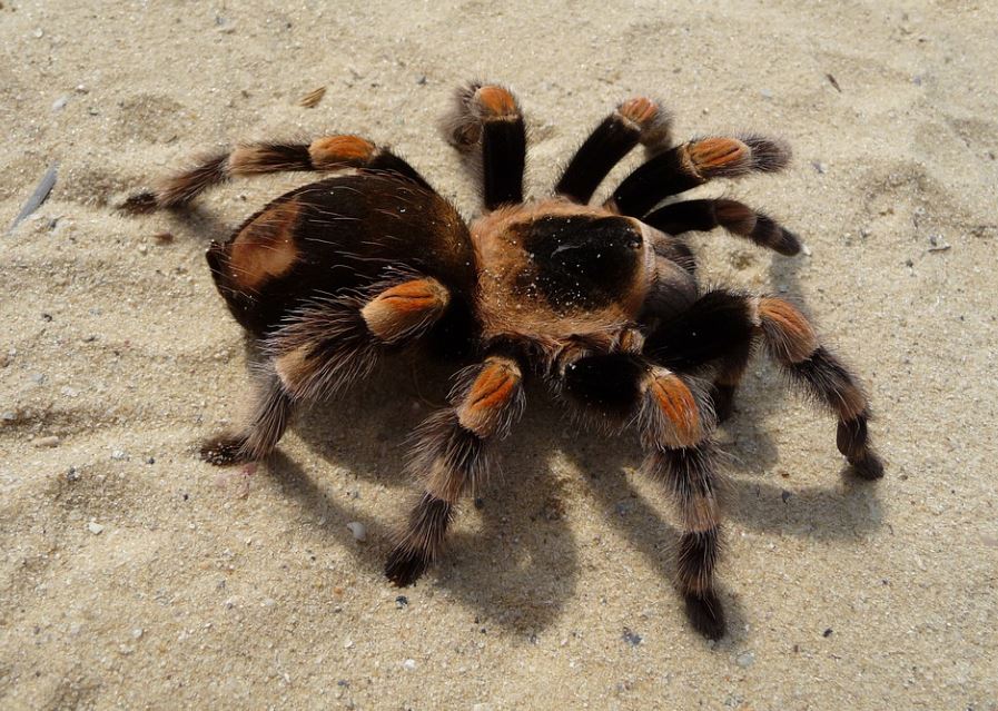 Dream about spiders