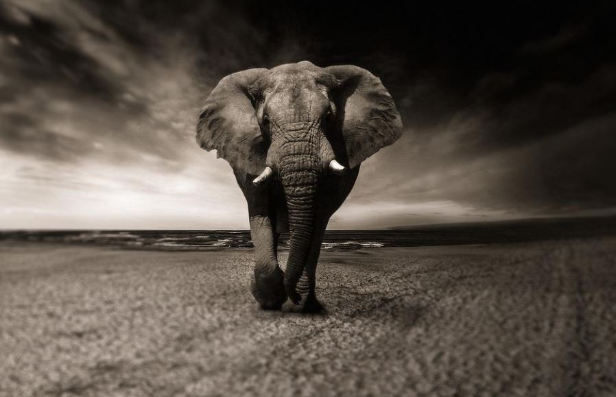 Dream about elephant