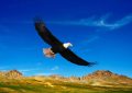 Dream about Eagle – 22 symbols and meanings