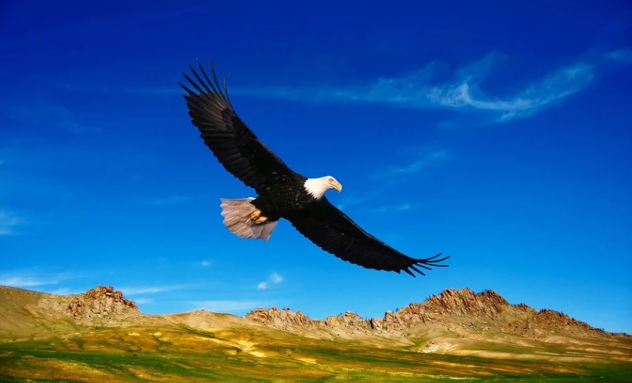 Dream about Eagle – 22 symbols and meanings
