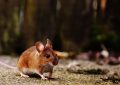 Dream about Killing a Mouse – 12 symbols and meanings