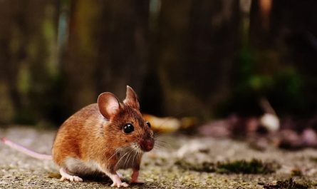 Dream about Killing a Mouse – 12 symbols and meanings