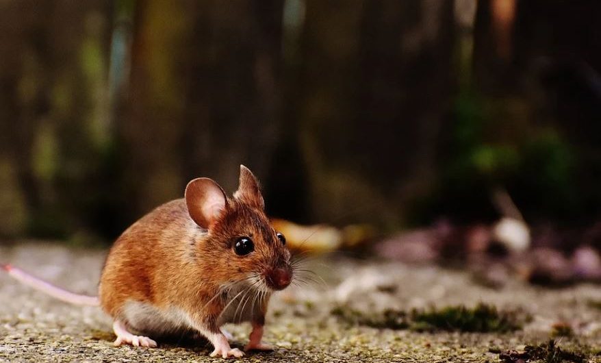 Dream about Killing a Mouse – 12 symbols and meanings