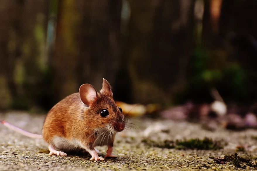 Dream about Killing a Mouse – 12 symbols and meanings