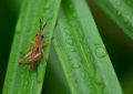 Dream about locusts – 18 symbols and meanings