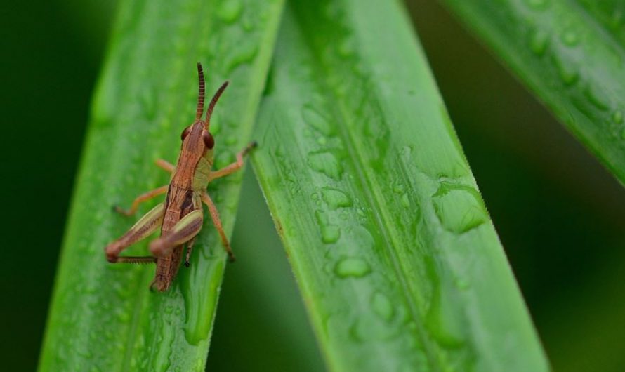 Dream about locusts – 18 symbols and meanings