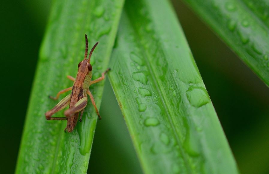 Dream about locusts – 18 symbols and meanings