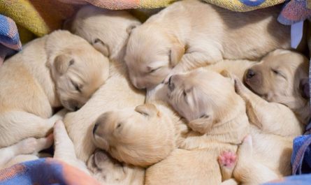 Dreaming of a puppy being born
